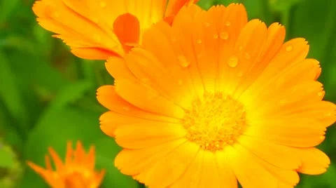 Calendula Vídeo Stock 11396427
