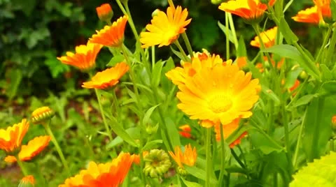 Calendula Stock-Footage 11396594