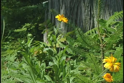 Calendula 库存影片 11496279