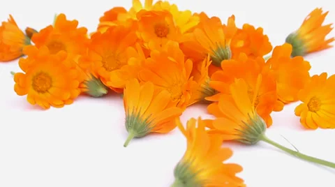 Calendula Video stock 29669227