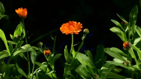 Calendula Stock Footage 116021717