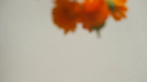 Calendula heads falling on the table Stock Footage 106388665