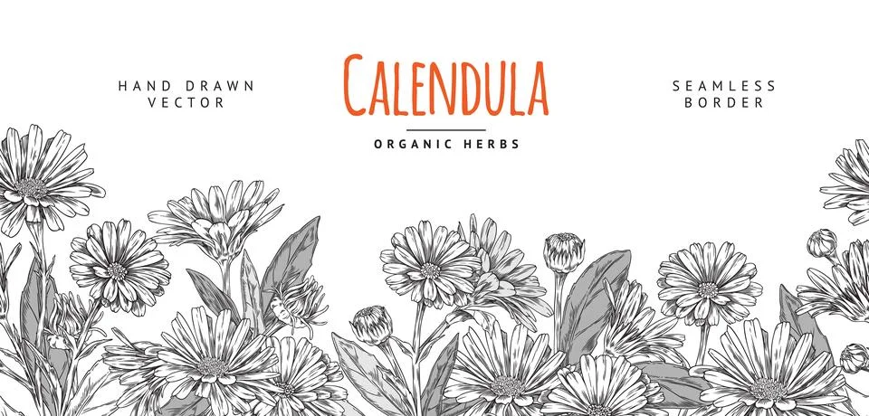 Calendula herb seamless horizontal border vector illustration on white. Stock Illustration