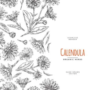 Calendula herb seamless vertical border sketch vector illustration isolated. Stock Illustration