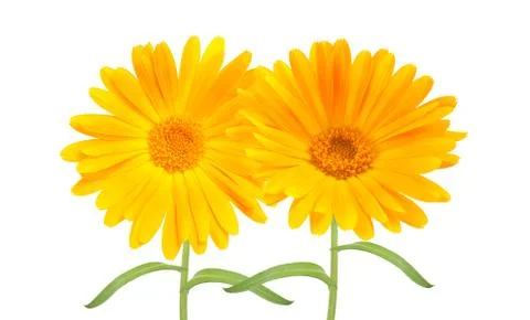 Calendula Marigold doppia Stock Photos