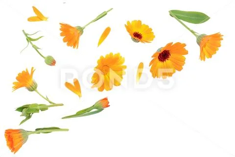 Calendula. Marigold flower isolated on white background. Top view. Flat lay Stock Photos