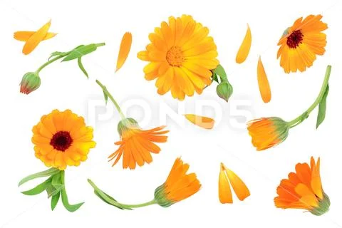 Calendula. Marigold flower isolated on white background with copy space for your Stock Photos