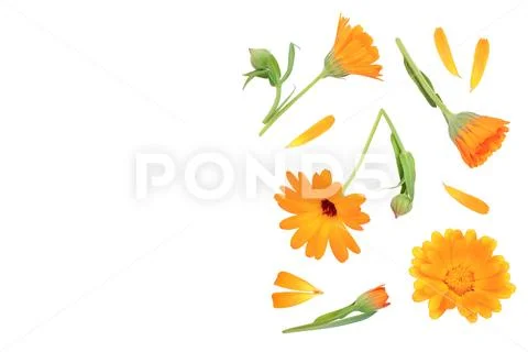 Calendula. Marigold flower isolated on white background. Top view. Flat lay Stock Photos