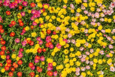 Calendula marigold Stock Photos