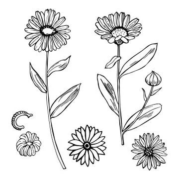 Calendula.  Medicinal herbs. Vector   illustration. Stock Illustration