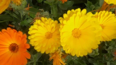 Calendula officinalis flowers zoom out shot Stock Footage 86321753