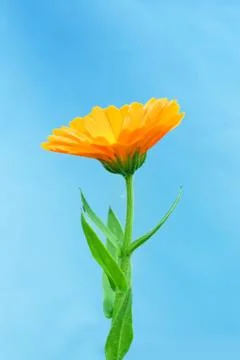 Calendula officinalis Stock Photos