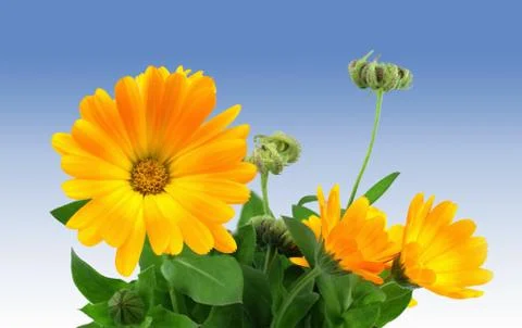 Calendula officinalis Foto stock