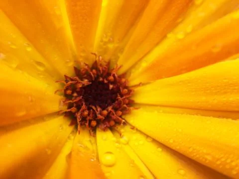 Calendula officinalis Stock Photos