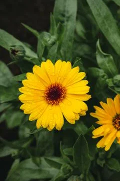 Calendula officinalis Stock Photos
