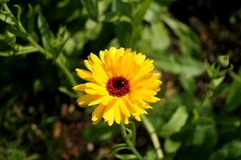 Calendula Officinalis. Stock Photos