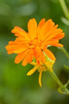 Calendula officinalis. Stock Photos