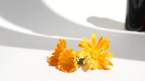 Calendula oil bottle on a white background with copy space. Essential oil . Stock Footage 302286919