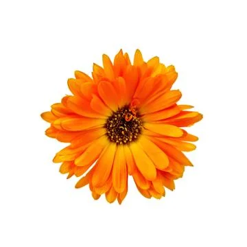 Calendula orange with dark core Stock Photos