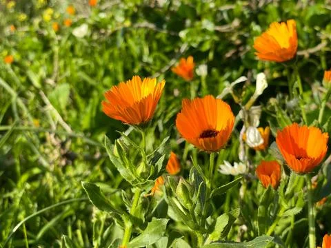Calendula Petal Stock Photos