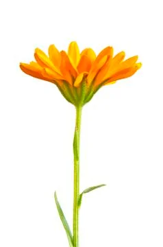 Calendula Stock Photos
