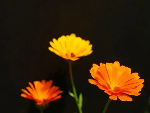 Calendula Stock Photos