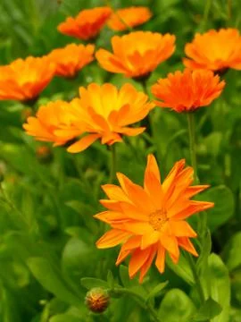 Calendula Stock Photos