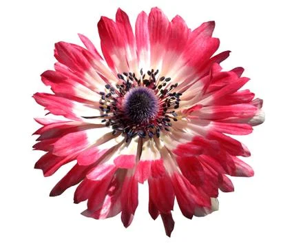 Calendula Stock Photos