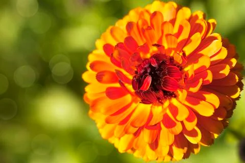 Calendula Stock Photos
