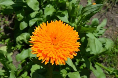 Calendula  Foto stock