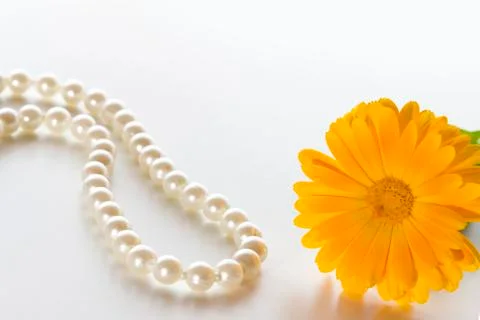 Calendula Stock Photos