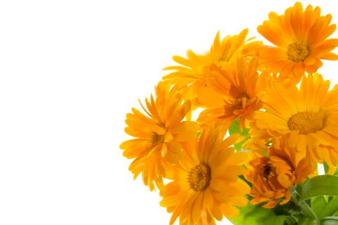 Calendula Stock Photos