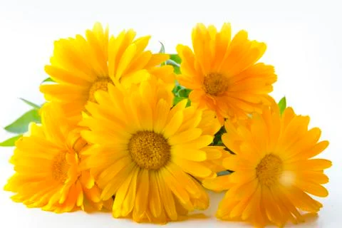 Calendula Stock Photos