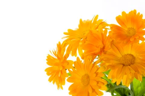 Calendula Stock Photos