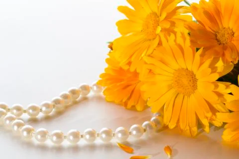 Calendula Stock Photos