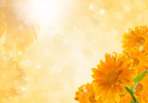 Calendula Foto stock