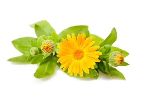 Calendula Stock Photos