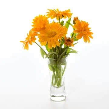 Calendula Stock Photos
