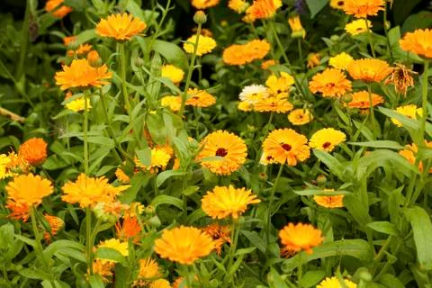 Calendula Photos