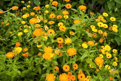Calendula Stock Photos