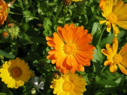 Calendula Stock Photos