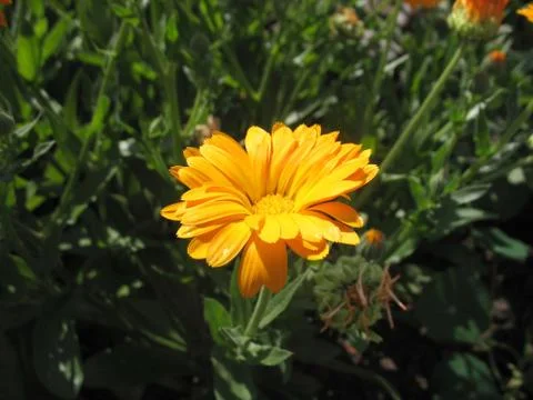Calendula Stock Photos