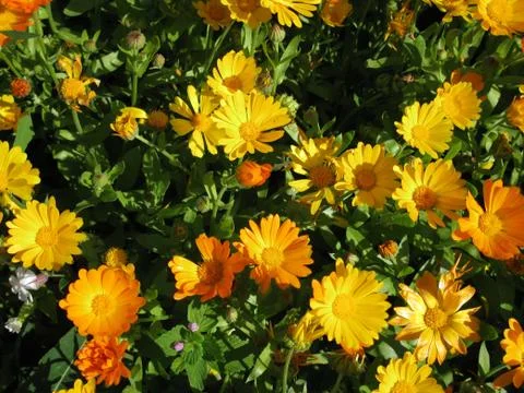 Calendula Stock Photos