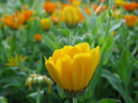 Calendula Stock Photos