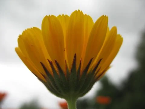 Calendula Stock Photos