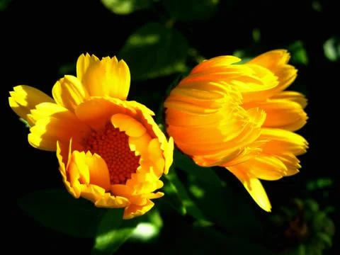 Calendula Stock Photos