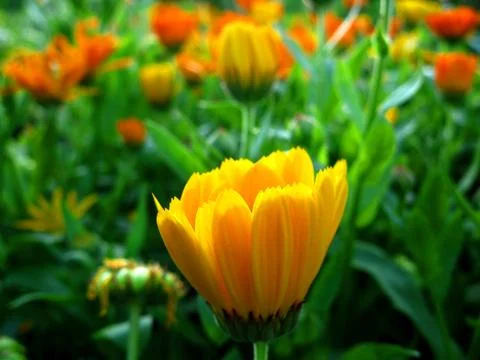 Calendula Stock Photos