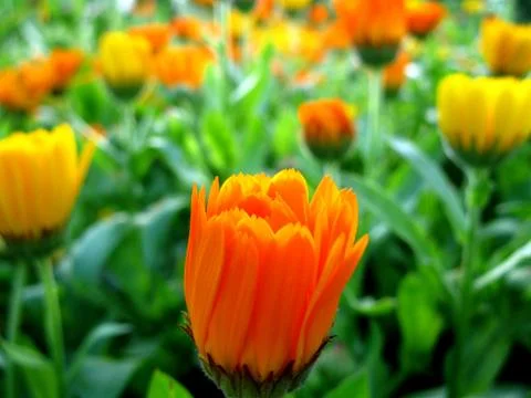Calendula Stock Photos
