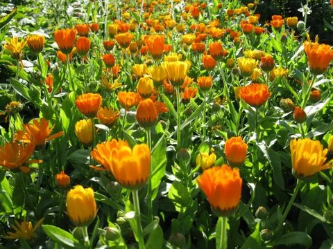 Calendula Stock Photos