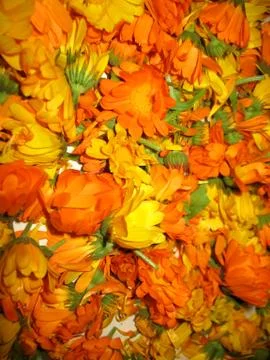 Calendula Stock Photos